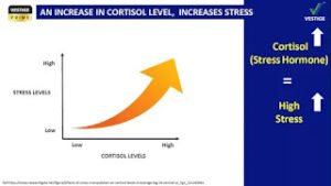 CORTISON STRESS HORMONE