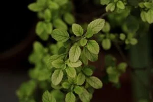 Vestige Tulsi Drop