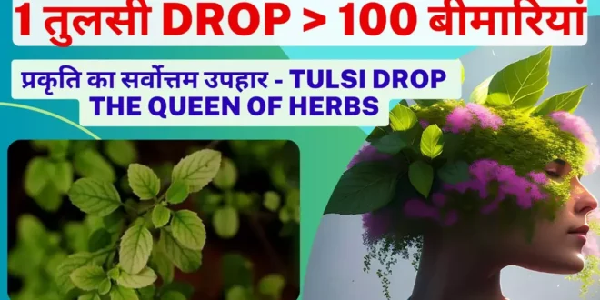 Vestige Tulsi Drop In Hindi ms